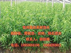 供應(yīng)山東銷量佳的大葉子蜜|天津大葉子蜜