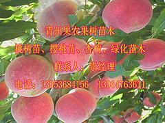 山東映霜紅桃苗，想要超值的映霜紅桃苗就來果農(nóng)果樹苗木