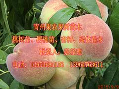 桃晚熟品種價(jià)格 想要實(shí)惠的映霜紅就來果農(nóng)果樹苗木