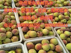 映霜紅桃專賣店_想要搶手的映霜紅桃苗就來果農(nóng)果樹苗木