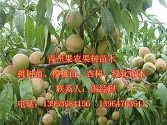 天津大葉子蜜：品種好的大葉子蜜推薦