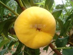想要極好的中桃2-24桃苗就來利群果樹苗木——中桃2-24廠家