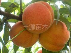 精品黃金蜜1號桃苗價(jià)格怎么樣：山東黃桃苗