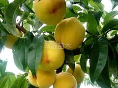 中桃2-24報價——山東哪家中桃2-24桃苗供應(yīng)商好