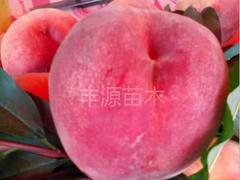 中桃5號{zx1}行情：想要精品中桃5號就來利群果樹苗木