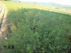 三人行苗圃出售優(yōu)質(zhì)繡線菊|金山繡線菊報價