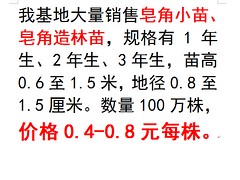 遼寧口碑好的皂角小苗供應(yīng)商是哪家，1年生皂角