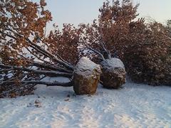 6厘米蒙古櫟，想要成活率高的蒙古櫟就來(lái)三人行苗圃