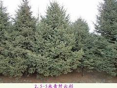 口碑好的遼寧新疆楊供應商 毛白楊綠化苗