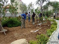 園路綠化咨詢：綠大地園林綠化工程供應具有價值的園路綠化