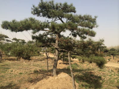 山东造型景松【热卖】莱芜造型景观松基地推荐