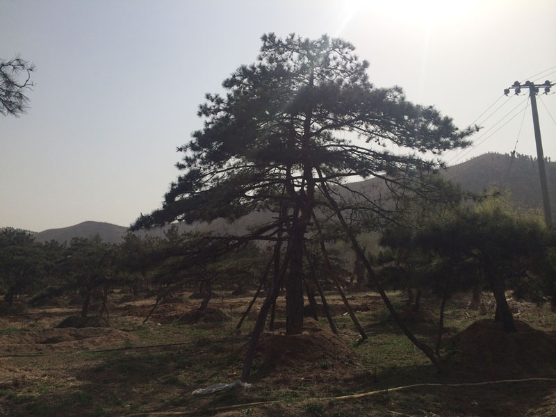 【清地處理】萊蕪造型景觀油松樹【成活率高】的造型景觀油松