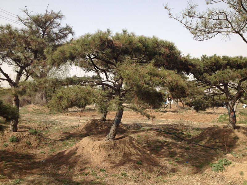 萬豐園林_優質泰山景觀松供應商，綠化泰山觀賞松