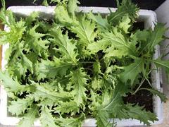 蘭州蔬菜泡沫箱廠家：品質(zhì)好的蔬菜泡沫箱產(chǎn)品信息