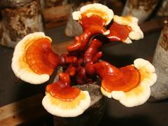 品牌好的靈芝孢子粉廠商出售——靈芝孢子粉供應商
