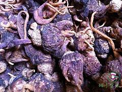 哪里有銷售爆款瑪卡金妹西藏野生紫瑪卡干果|專業的紫瑪卡