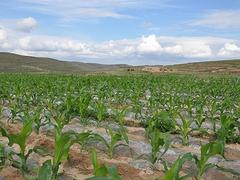 廠家批發農用地膜 廣西玉米地膜