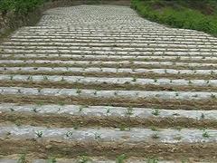 價格優(yōu)惠的蔬菜專用地膜南寧哪里有 蔬菜地膜專賣