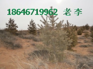 治理雾霾多植树，卖松树苗杨树苗186 4671 9962