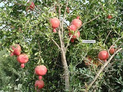 供應(yīng)許昌優(yōu)質(zhì)的生豬 生態(tài)養(yǎng)殖禹州生產(chǎn)基地