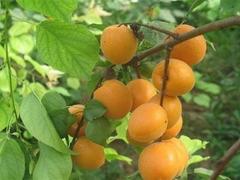 信譽好的甜杏供應(yīng)商，杏