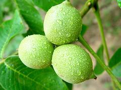 生豬在哪里有供應(yīng)：生態(tài)養(yǎng)殖批發(fā)采購