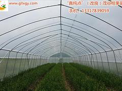 四川紅心mh桃 廣西優質紅心mh桃苗供應