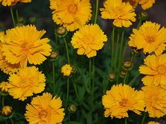 要買(mǎi)金雞菊當(dāng)選雙林花卉苗木專(zhuān)業(yè)合作社 青州金雞菊