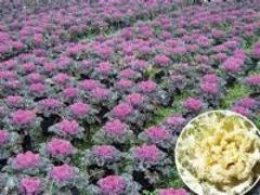 宿根草花基地，專業(yè)的金雞菊供應(yīng)商就在濰坊