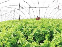 超值的散養家禽當選天上龍菜館 廠家推薦散養家禽