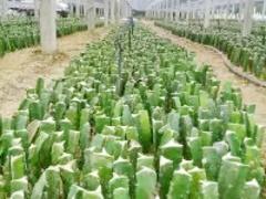 蔚然農業科技發展有限公司專業提供生態農場采摘：臨沂蔚然采摘園