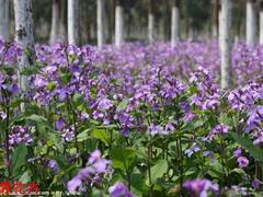 出售苗木_哪里有供應(yīng)扶芳藤