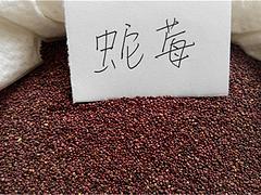 出售金盞菊種子——好的金盞菊種子文霖花卉苗木種植供應(yīng)