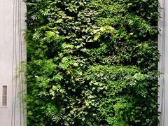 福建gf真植物墻價格——gf真人造植物墻平臺