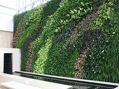 廈門植物墻上哪買好 垂直綠化