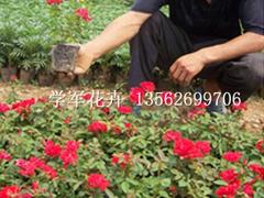 國慶菊供應商：哪里能買到優質國慶菊