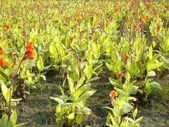 學軍花卉合作社供應價位合理的國慶菊：求購金盞菊