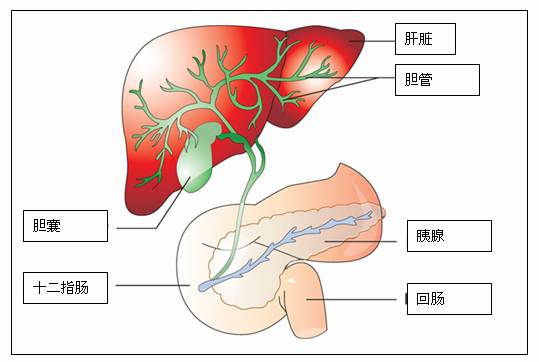 河北zl肝膽管結(jié)石哪家好？