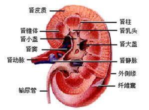 {gx}的腎結(jié)石中醫(yī)zl推薦：山東腎結(jié)石zl