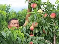 桂林韩国脆桃苗——供应广西销量好的南方苹果桃