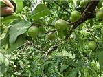 叠彩中油16号油桃，广西哪家台湾油桃苗供应商好
