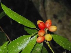 江苏 桃叶珊瑚价格（高25-40cm）桃叶珊瑚动态