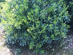苗農(nóng)在線供應園林綠化苗木籠子金桂花 價格優(yōu)惠