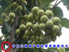 靖西廣西山楂，桂林品種好的廣西山楂供應(yīng)