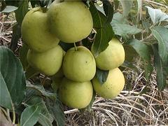 東莞廣東山楂 品種好的廣東山楂哪里買