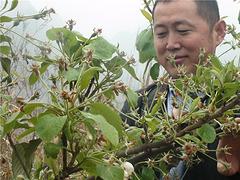 好種植的廣西山楂苗優選桂林中田大山楂_廣西山楂苗價格