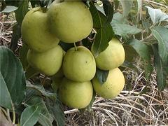 桂林優質廣西山楂苗供應_實惠的廣西山楂苗