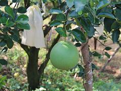 海南澄邁無(wú)籽蜜柚種植 口碑好的澄邁無(wú)籽蜜柚批發(fā)【海南】