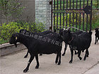 銷(xiāo)量好的金堂黑山羊哪里有賣(mài) 中國(guó)黑種母羊聯(lián)系熱線(xiàn)13550228138