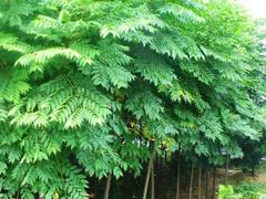 想要優(yōu)質(zhì)的欒樹就來蘇祥農(nóng)業(yè)_山東大量出售欒樹欒樹苗量大從優(yōu)